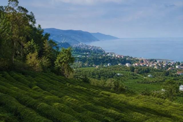 Chakvi